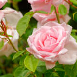 Climbing Rose New Dawn