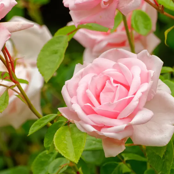 Climbing Rose New Dawn Climbing Rose New Dawn