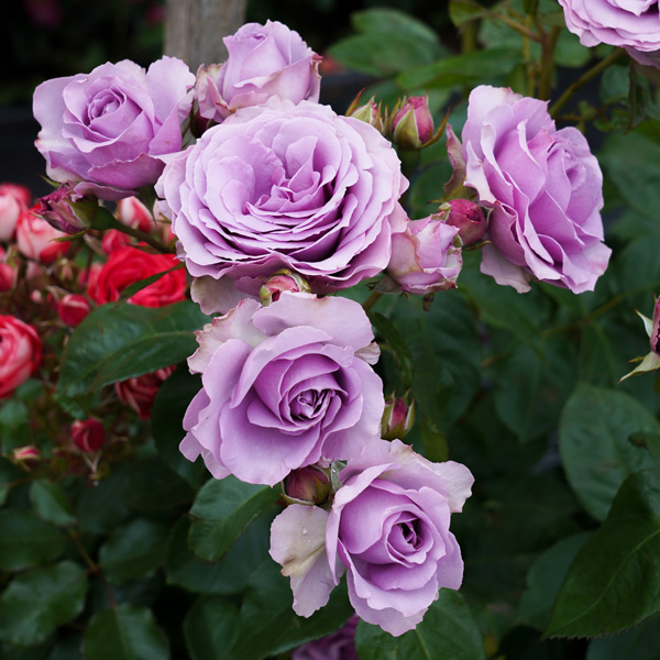 Climbing Rose Quick Silver Climbing Rose Quick Silver