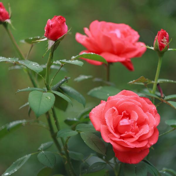 Climbing Rose Salmon Scentsation Climbing Rose Salmon Scentsation