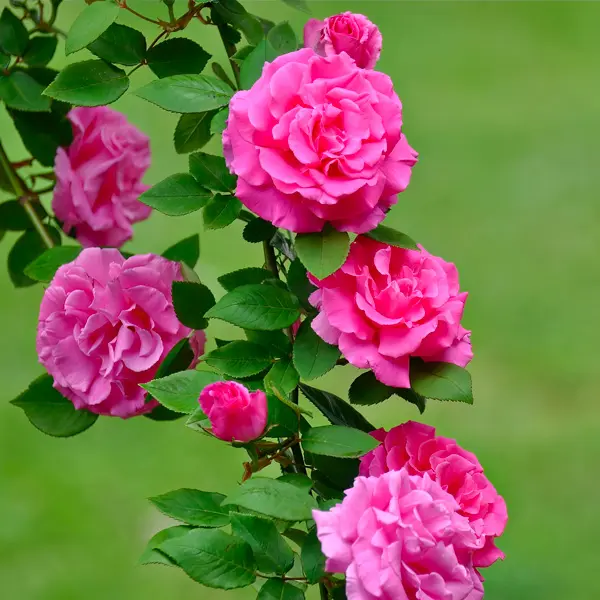 Climbing Rose Zephirine Drouhin Climbing Rose Zephirine Drouhin