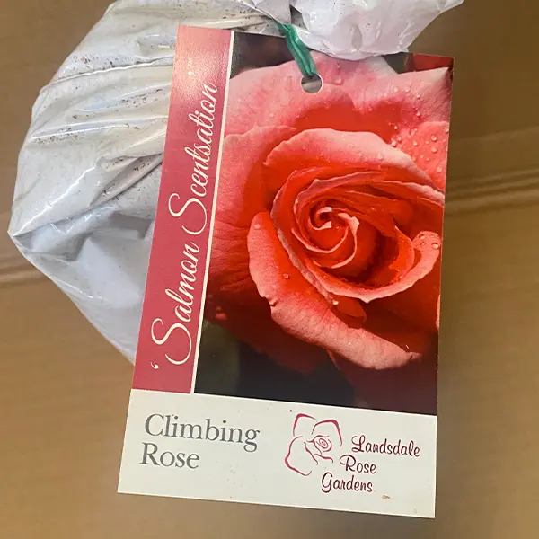 Climbing Rose Salmon Scentsation