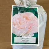 English Shrub Rose Chaucer English Shrub Rose Chaucer