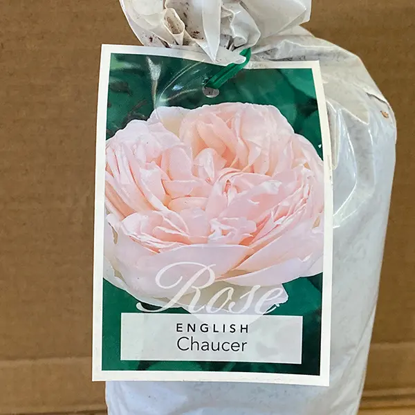 English Shrub Rose Chaucer English Shrub Rose Chaucer