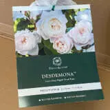 David Austin Rose Desdemona (Pbr) David Austin Rose Desdemona (Pbr)