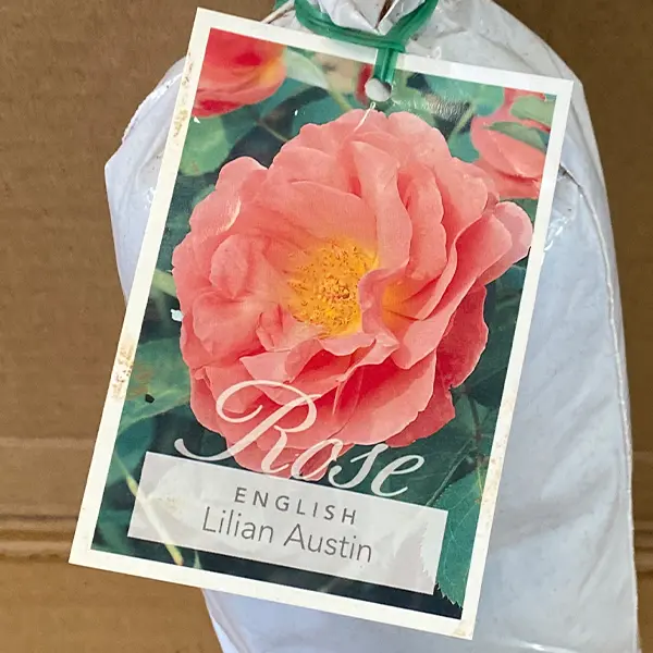English Shrub Rose Lilian Austin English Shrub Rose Lilian Austin
