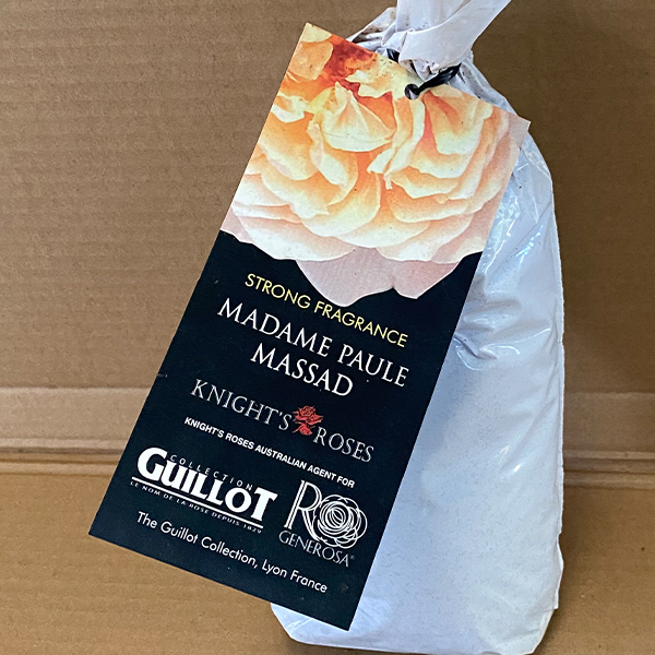 Rose Madame Paule Massad Rose Madame Paule Massad