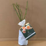 David Austin Rose Bathsheba (Pbr) David Austin Rose Bathsheba (Pbr)