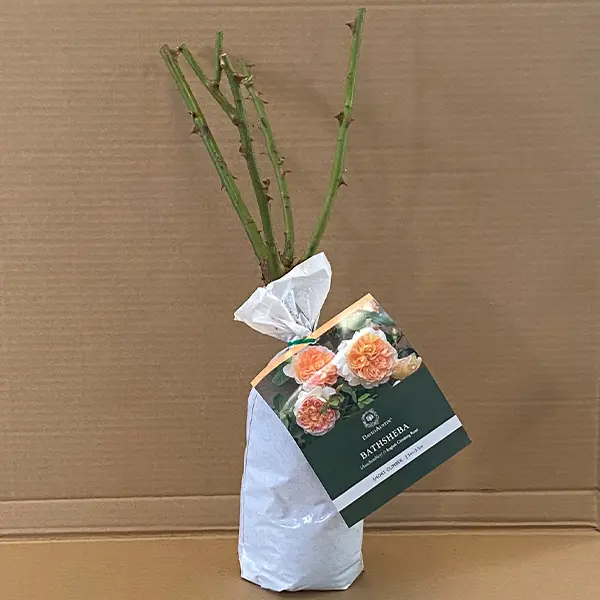 David Austin Rose Bathsheba (Pbr) David Austin Rose Bathsheba (Pbr)