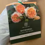David Austin Rose Bathsheba (Pbr) David Austin Rose Bathsheba (Pbr)