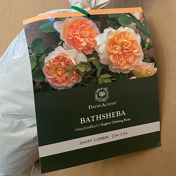 David Austin Rose Bathsheba (Pbr) David Austin Rose Bathsheba (Pbr)