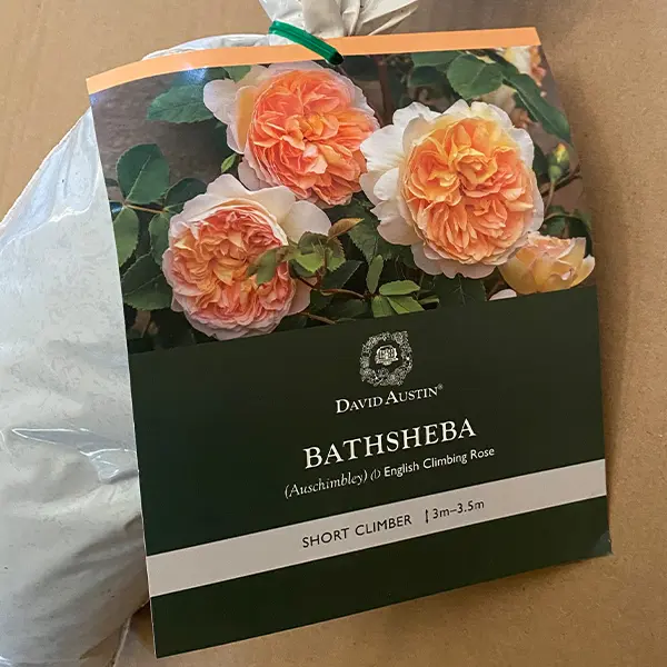 David Austin Rose Bathsheba (Pbr) David Austin Rose Bathsheba (Pbr)