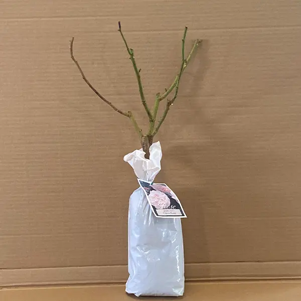 English Shrub Rose Claire Rose English Shrub Rose Claire Rose