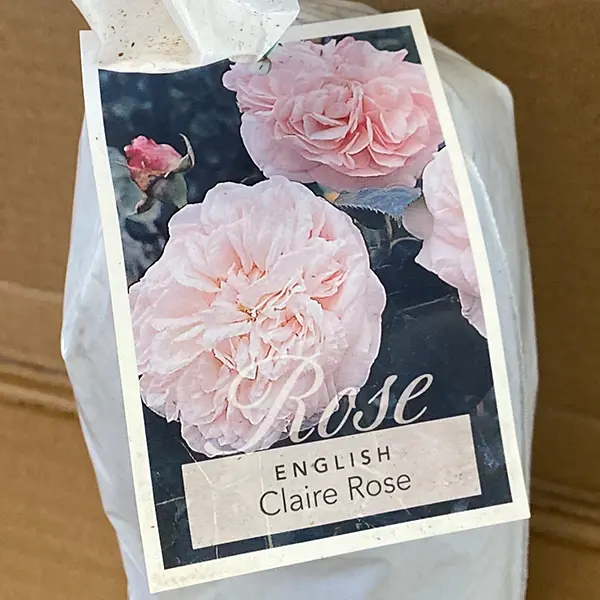 English Shrub Rose Claire Rose English Shrub Rose Claire Rose