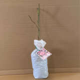 English Shrub Rose Eglantyne English Shrub Rose Eglantyne