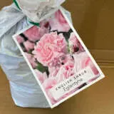 English Shrub Rose Eglantyne English Shrub Rose Eglantyne