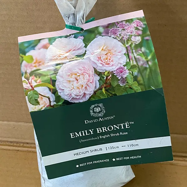 David Austin Rose Emily Bronte David Austin Rose Emily Bronte