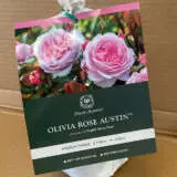 David Austin Rose Olivia Rose Austin (Pbr) David Austin Rose Olivia Rose Austin (Pbr)