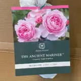 David Austin Rose The Ancient Mariner David Austin Rose The Ancient Mariner