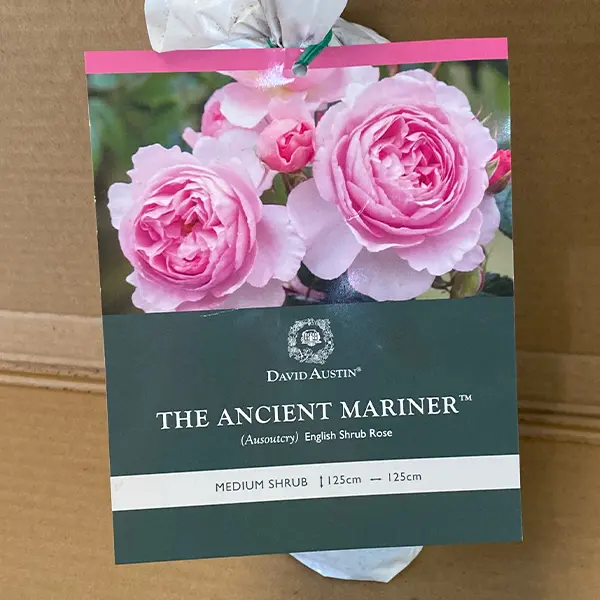 David Austin Rose The Ancient Mariner David Austin Rose The Ancient Mariner