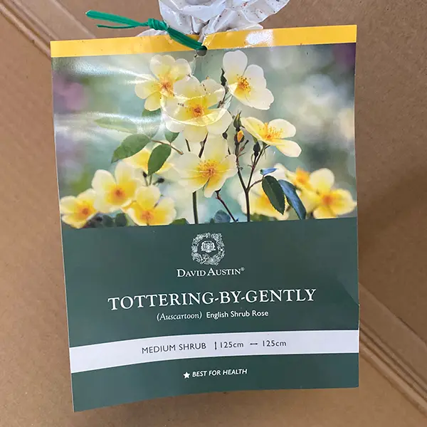 David Austin Rose Tottering By Gently