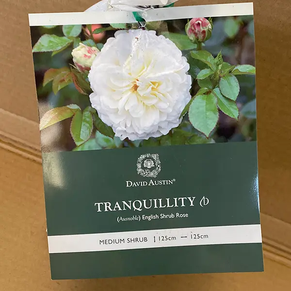 David Austin Rose Tranquillity (Pbr)