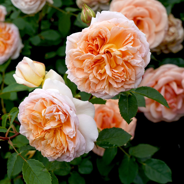 David Austin Rose Bathsheba (Pbr) David Austin Rose Bathsheba (Pbr)