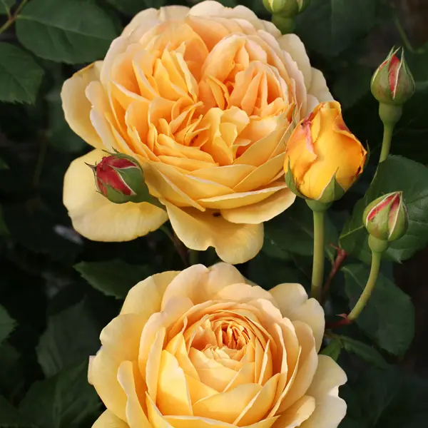 David Austin Rose Golden Celebration David Austin Rose Golden Celebration