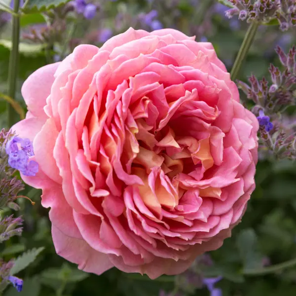 David Austin Rose Jubilee Celebration (Pbr) David Austin Rose Jubilee Celebration (Pbr)