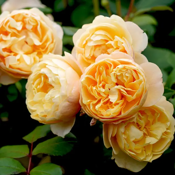 David Austin Rose Roald Dahl (Pbr) David Austin Rose Roald Dahl (Pbr)