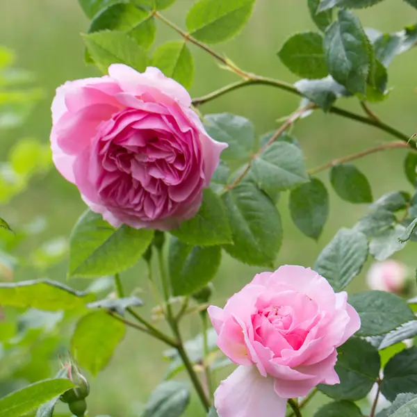 David Austin Rose The Ancient Mariner David Austin Rose The Ancient Mariner