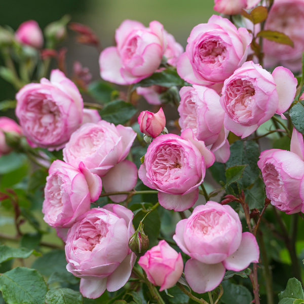 David Austin Rose The Mill On The Floss David Austin Rose The Mill On The Floss