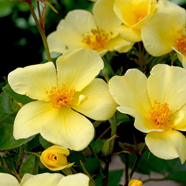 David Austin Rose Tottering By Gently David Austin Rose Tottering By Gently