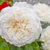 David Austin Rose Tranquillity Rosdtrq - Garden Express Australia