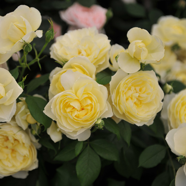 David Austin Rose Vanessa Bell David Austin Rose Vanessa Bell