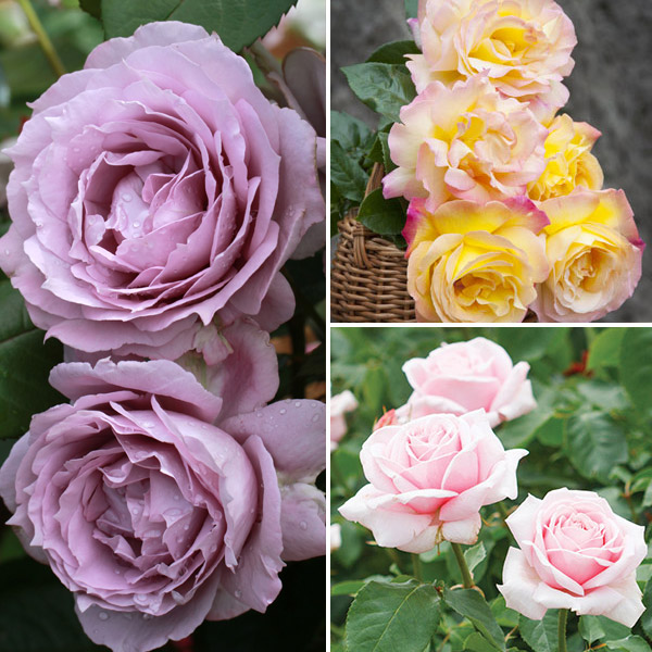 Fragrant Rose Collection 3 Roses