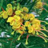Grevillea Lemon Daze - Garden Express Australia