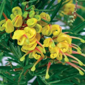 Grevillea Lemon Daze Grevillea Lemon Daze