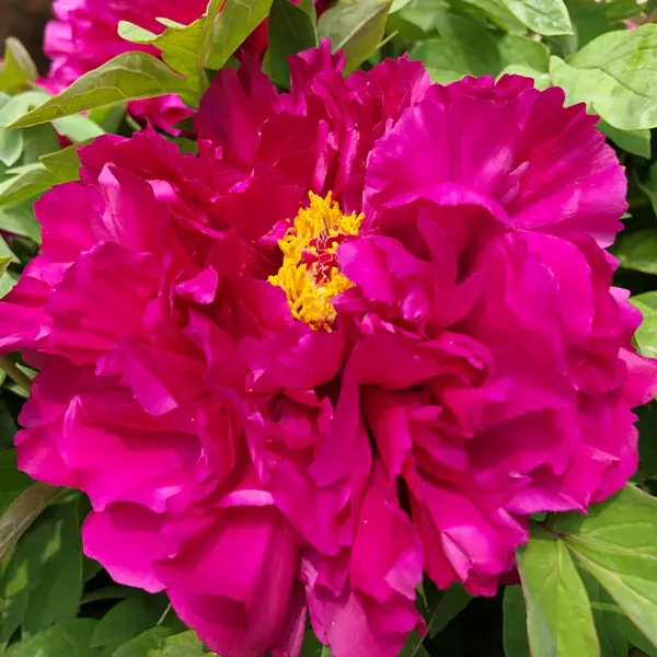 Itoh Peony Belle Toulousaine Itoh Peony Belle Toulousaine