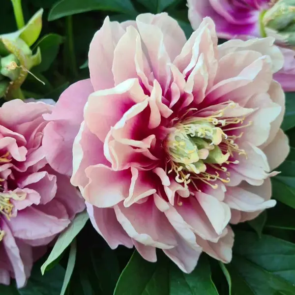 Itoh Peony Caroline Constabel Itoh Peony Caroline Constabel
