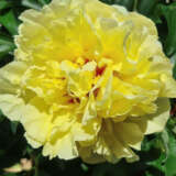 Itoh Peony Duchesse De Lorraine Itoh Peony Duchesse De Lorraine