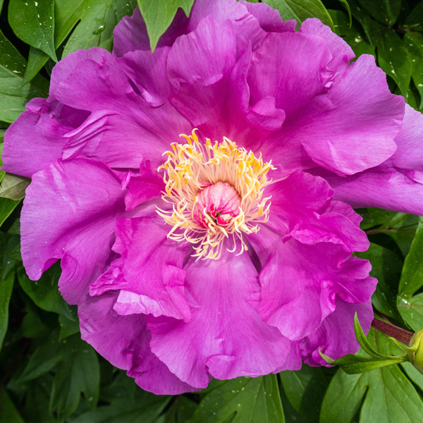 Itoh Peony Gordon E Simonson Itoh Peony Gordon E Simonson
