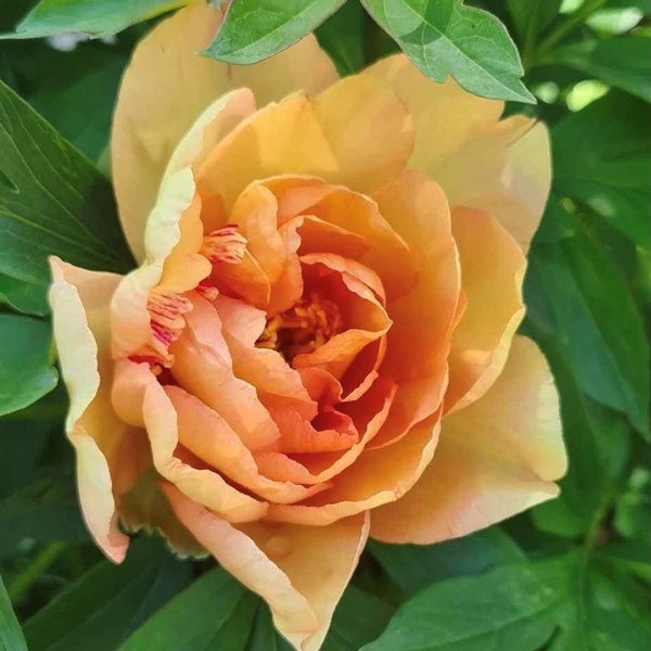 Itoh Peony Singing In The Rain Itoh Peony Singing In The Rain
