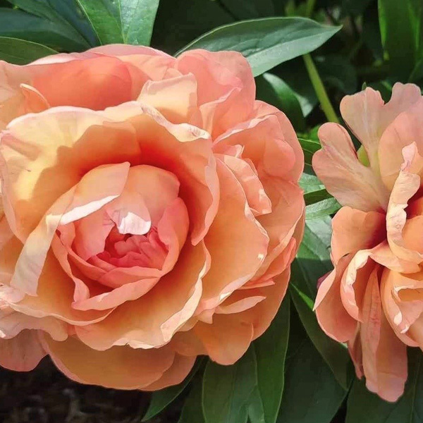 Itoh Peony Soliel Dambre Itoh Peony Soliel Dambre