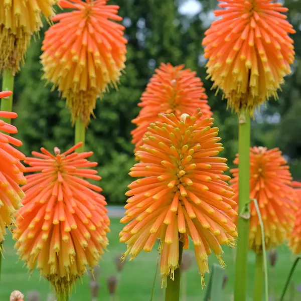 Kniphofia Rooperi Kniphofia Rooperi