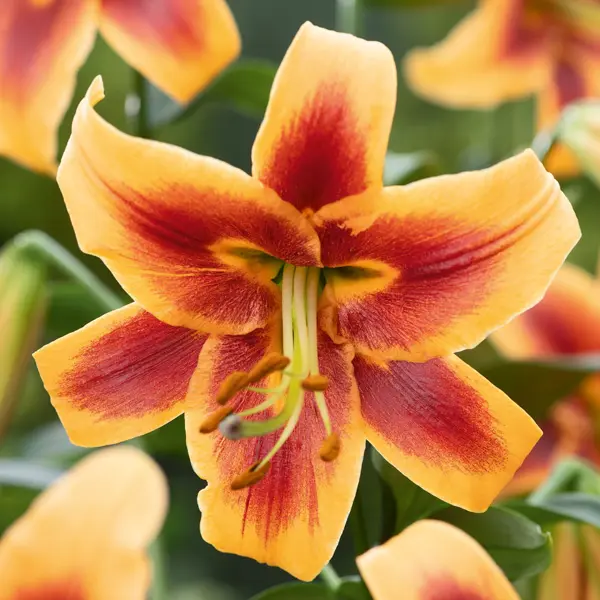 Oriental Trumpet Lilium Debby Oriental Trumpet Lilium Debby