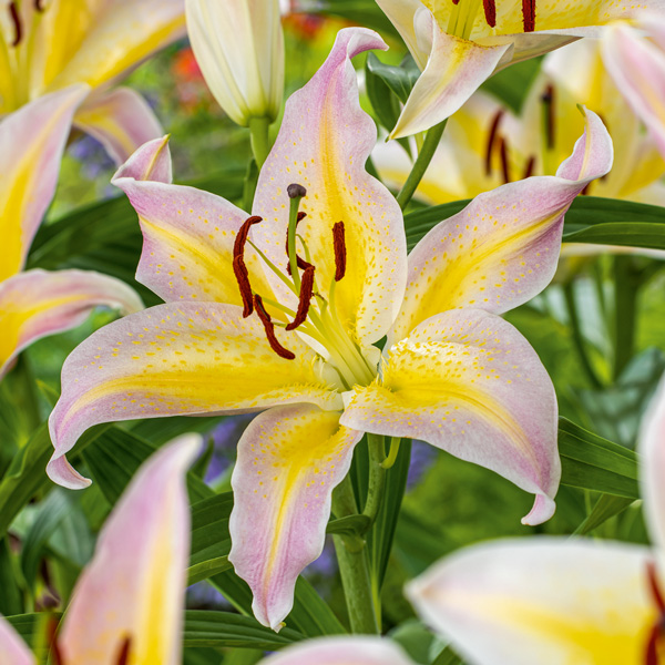 Lilium Hocus Pocus Lilium Hocus Pocus