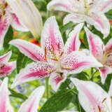Lilium Lovely Day Lilium Lovely Day