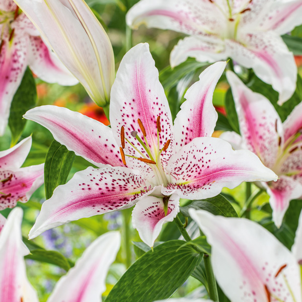 Lilium Lovely Day Lilium Lovely Day