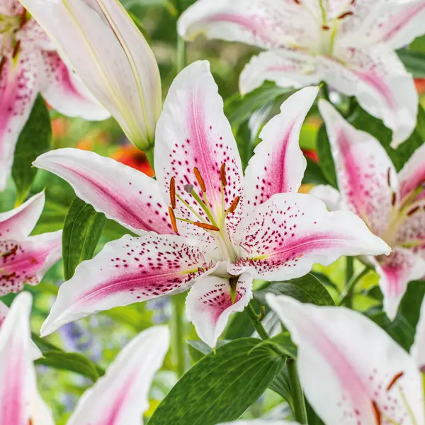 Lilium Lovely Day Lilium Lovely Day